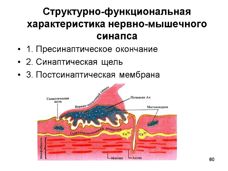 80 Структурно-функциональная характеристика нервно-мышечного синапса 1. Пресинаптическое окончание 2. Синаптическая щель 3. Постсинаптическая мембрана